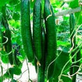 Насіння огірків Китайські змії GL Seeds 0,5 г