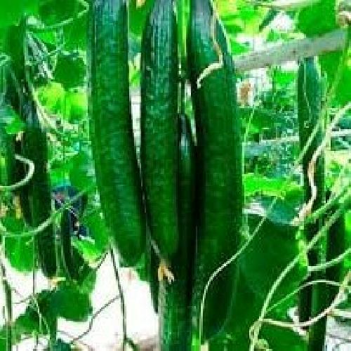 Насіння огірків Китайські змії GL Seeds 0,5 г