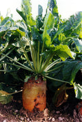 Кормова буряк Бригадир Німеччина 0,5 кг