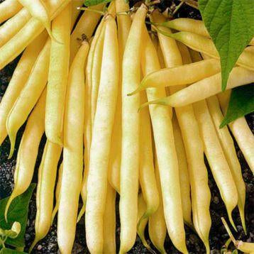 Квасоля Золота Сакса насіння Агроном 10 г