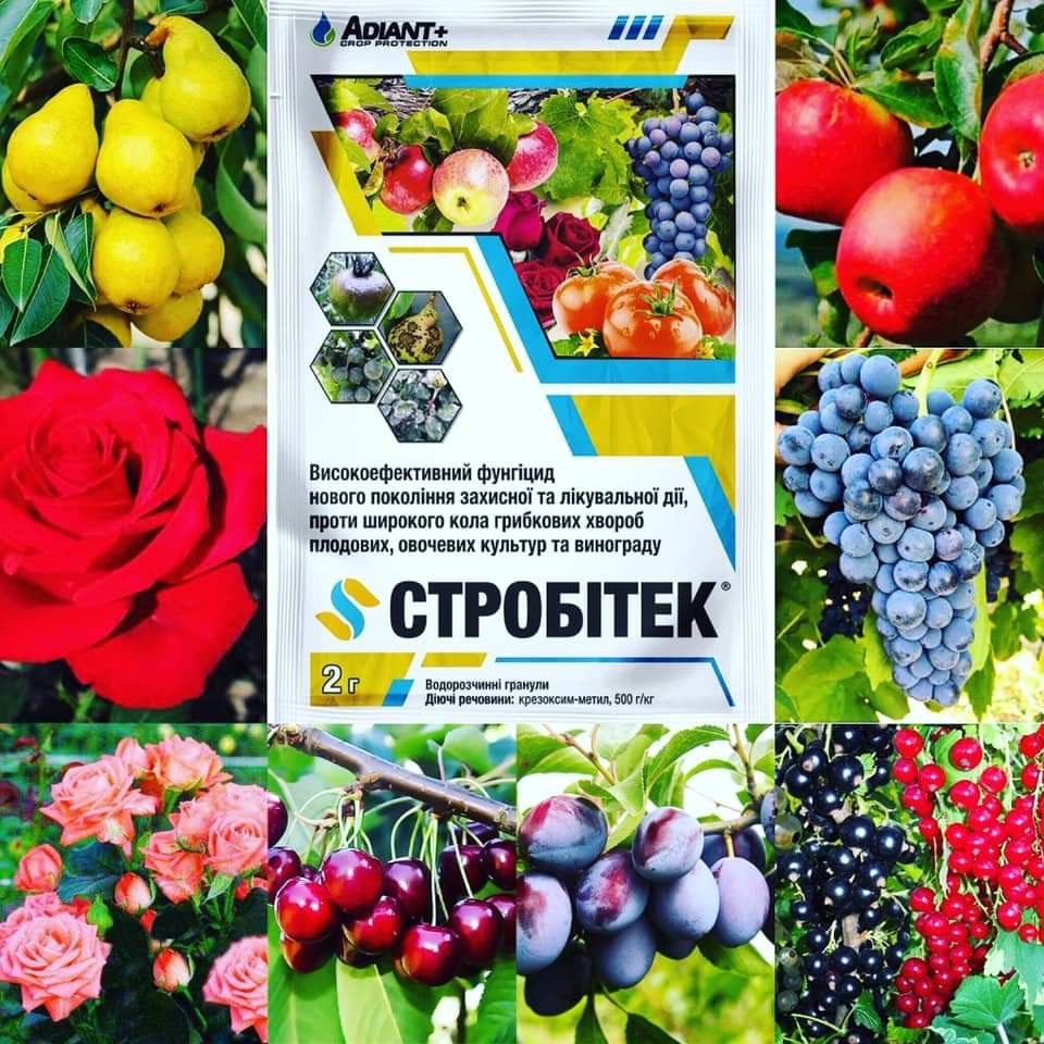 Фунгіцид від фітофтори для томатів Стробітек 2г на 1 сотку