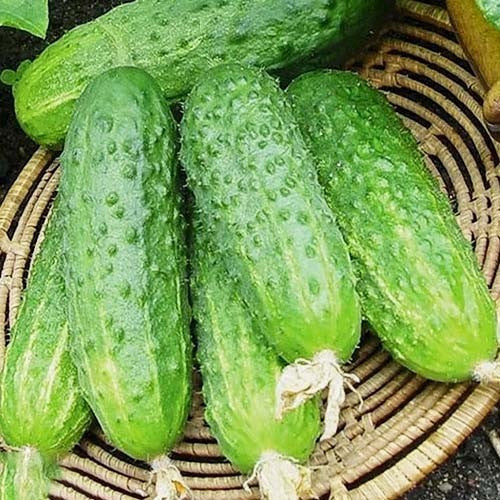 Насіння огірків Сопліца Агроном 100 шт