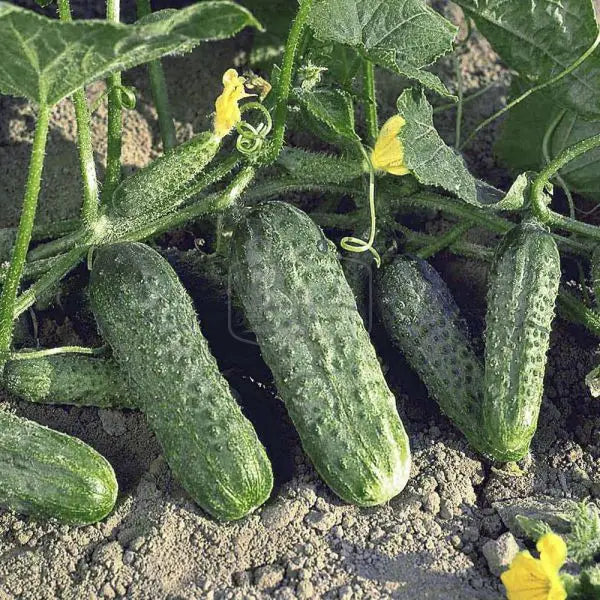 Огірок Криспіна F1 10 шт Inter Seeds