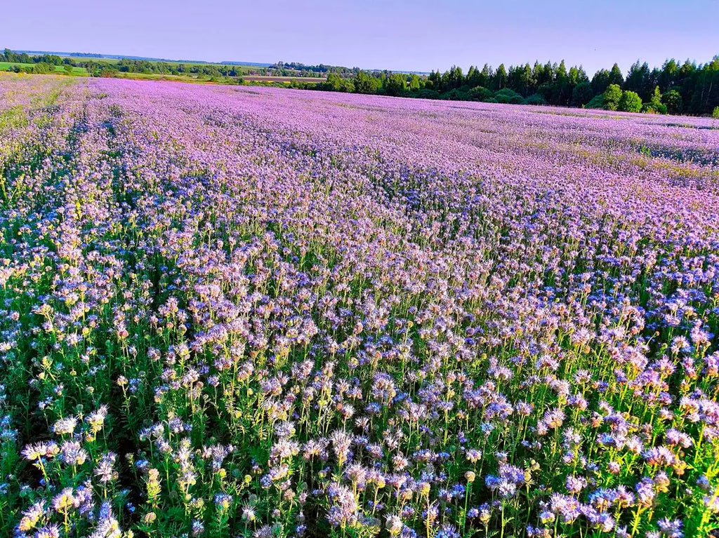 Фацелія насіння 1 кг