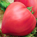 Насіння помідорів Бичаче серце рожеве GL Seeds